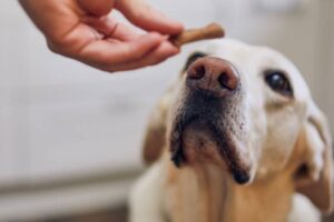Ako vybrať tie najlepšie maškrty pre psov? Záleží na veku, veľkosti aj zdravotno...