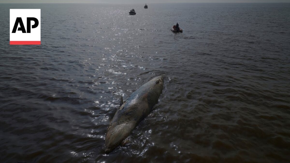 Druhý mŕtvy veľrybí jedinec vyplavený neďaleko argentínskej metropoly v priebehu týždňa