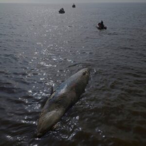 Druhý mŕtvy veľrybí jedinec vyplavený neďaleko argentínskej metropoly v priebehu...