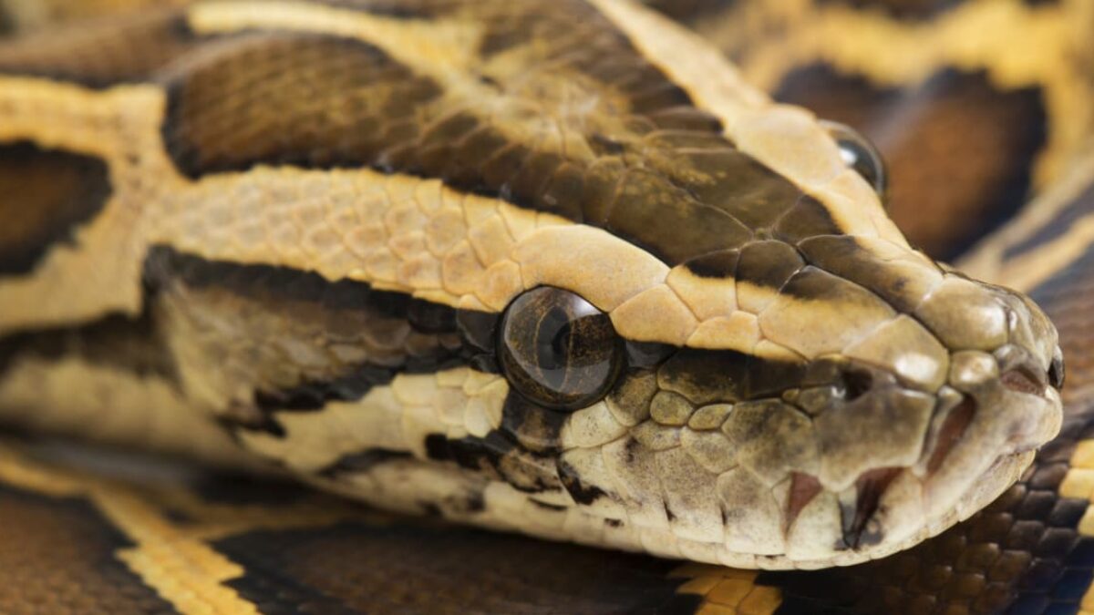 Ako je možné, že pytóny strávia celú svoju korisť aj s kosťami? Dôkladný výskum to objasnil.