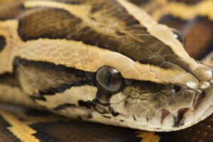 Ako je možné, že pytóny strávia celú svoju korisť aj s kosťami? Dôkladný výskum ...