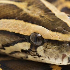 Ako je možné, že pytóny strávia celú svoju korisť aj s kosťami? Dôkladný výskum ...