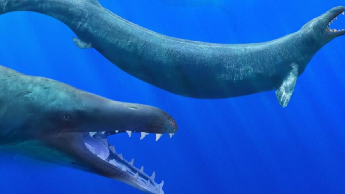 Obrovské veľryby s prstami na nohách? Púštny cintorín vydal kostry fascinujúcich tvorov