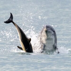 Reinkarnácia Jacka Rozparovača: vedci si lámú hlavu nad agresívnym jedincom z Wa...