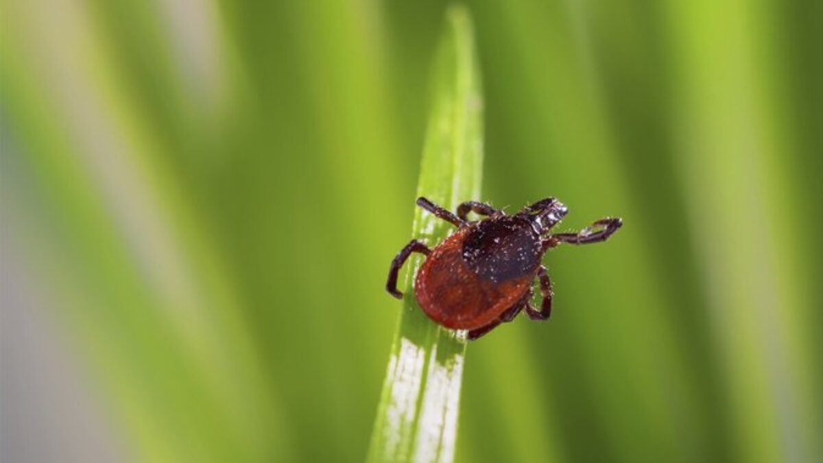 3 štádiá boreliózy: Čo by ste mali vedieť o chorobe, ktorú na vás môže preniesť kliešť! 3 štádiá boreliózy: Čo by ste mali vedieť o chorobe, ktorú na vás môže preniesť kliešť!