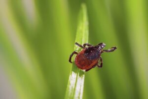 3 štádiá boreliózy: Čo by ste mali vedieť o chorobe, ktorú na vás môže preniesť ...