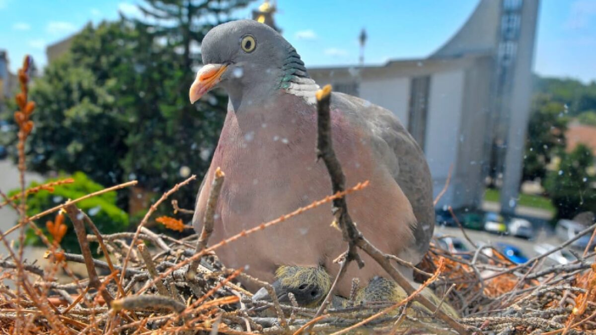 Prečo majú holuby v mestách znetvorené nohy? Smutný osud vtákov Prečo majú holuby v mestách znetvorené nohy? Smutný osud vtákov má desivú príčinu