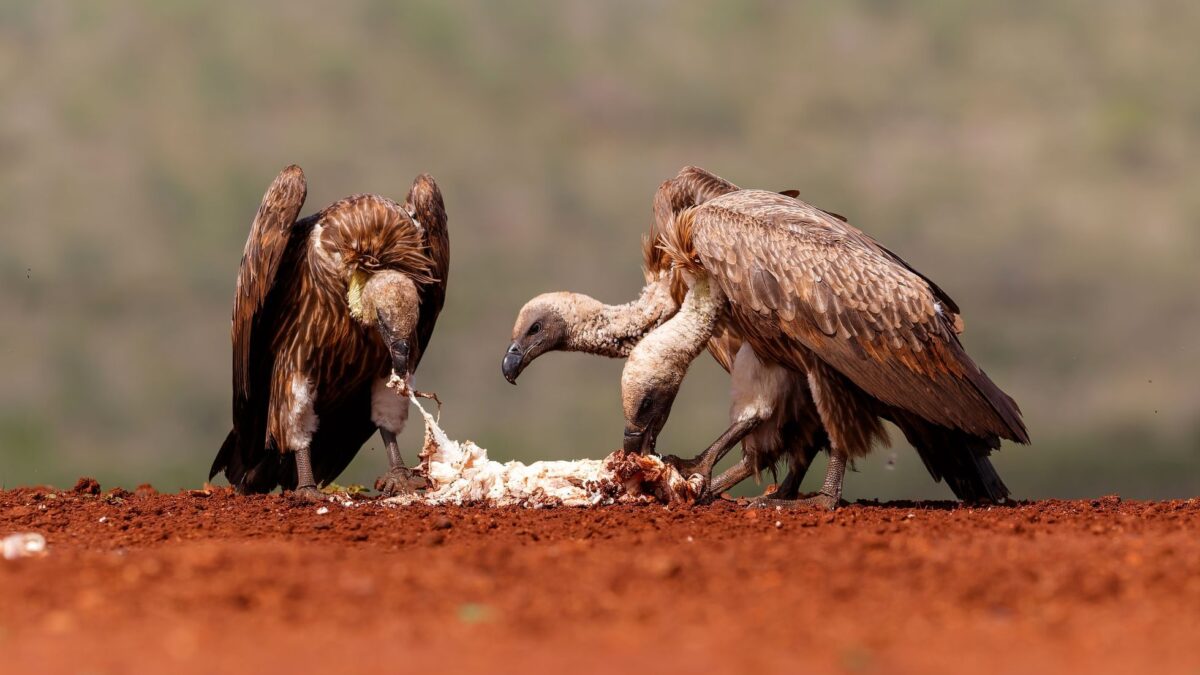 Mrchožrúti miznú, ale pritom je to otázka verejného zdravia. Ľuďom hrozí pandémia