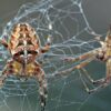 Dokáže pavúk utkať sieť vo vesmíre? NASA to pred 50 Dokáže pavúk utkať sieť vo vesmíre? NASA to pred 50 rokmi skúsila, výsledok vás ...