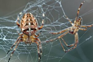Dokáže pavúk utkať sieť vo vesmíre? NASA to pred 50 Dokáže pavúk utkať sieť vo vesmíre? NASA to pred 50 rokmi skúsila, výsledok vás ...