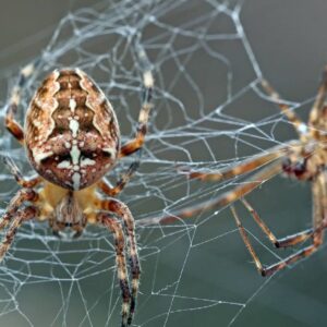 Dokáže pavúk utkať sieť vo vesmíre? NASA to pred 50 rokmi skúsila, výsledok vás ...