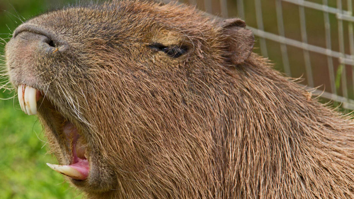 Ženu pri kúpaní napadla kapybara.