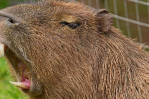 Ženu pri kúpaní napadla kapybara.