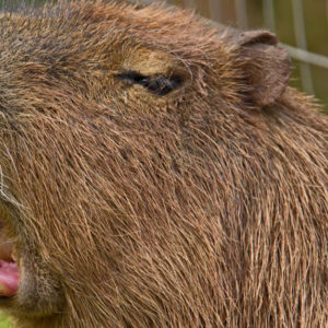 Ženu pri kúpaní napadla kapybara.