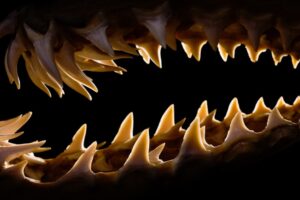 Najostrejšie zuby všetkých čias? Zabudnite na obvyklých podozrivých, víťaza stop...