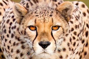 Zvláda štyri sedemmetrové skoky za sekundu. Pozrite sa na najrýchlejšieho lovca ...