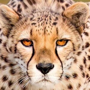 Zvláda štyri sedemmetrové skoky za sekundu. Pozrite sa na najrýchlejšieho lovca ...