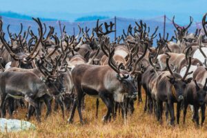 Jeden blesk zabil 323 sobov. Tragická udalosť viedla k nesmierne zaujímavému exp...