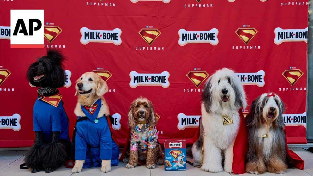 Super psi navštívili premietanie filmu ‚Superman‘ v Los Angeles