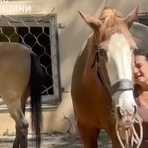 Konské stajne a objekty zasiahnuté ruským útokom na Odesu, Ukrajina