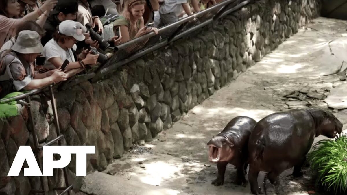 Moo Deng, známy trpasličí hroch, oslavuje prvé narodeniny s ovocnou hostinou a prehliadkou fanúšikov