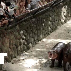 Moo Deng, známy trpasličí hroch, oslavuje prvé narodeniny s ovocnou hostinou a p...