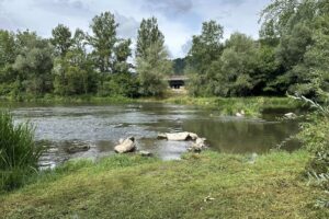 Mesto Považská Bystrica: „Začala výstavba lávky cez Váh prepojujúca turist...