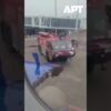 IndiGo let Surat-Jaipur oneskorený kvôli roju včiel na batožinových dverách