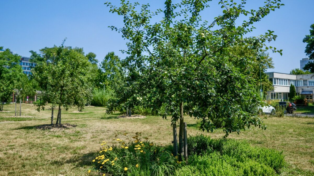 Mesto Bratislava: „Mestský ovocný sad – dobre a chutne!“