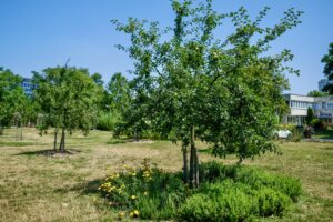 Mesto Bratislava: „Mestský ovocný sad – dobre a chutne!“
