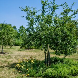 Mesto Bratislava: „Mestský ovocný sad – dobre a chutne!“