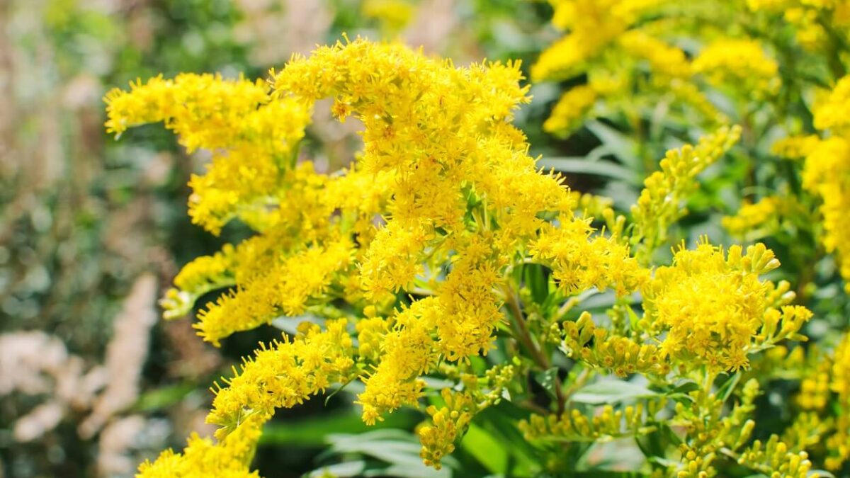 Zlatobyľ obyčajná