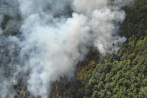 Horia stovky metrov lesa.