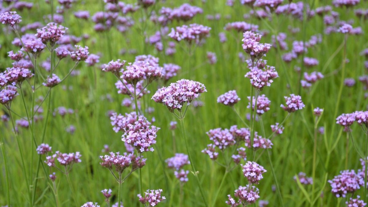 Železník lekársky