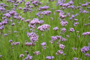 Železník lekársky