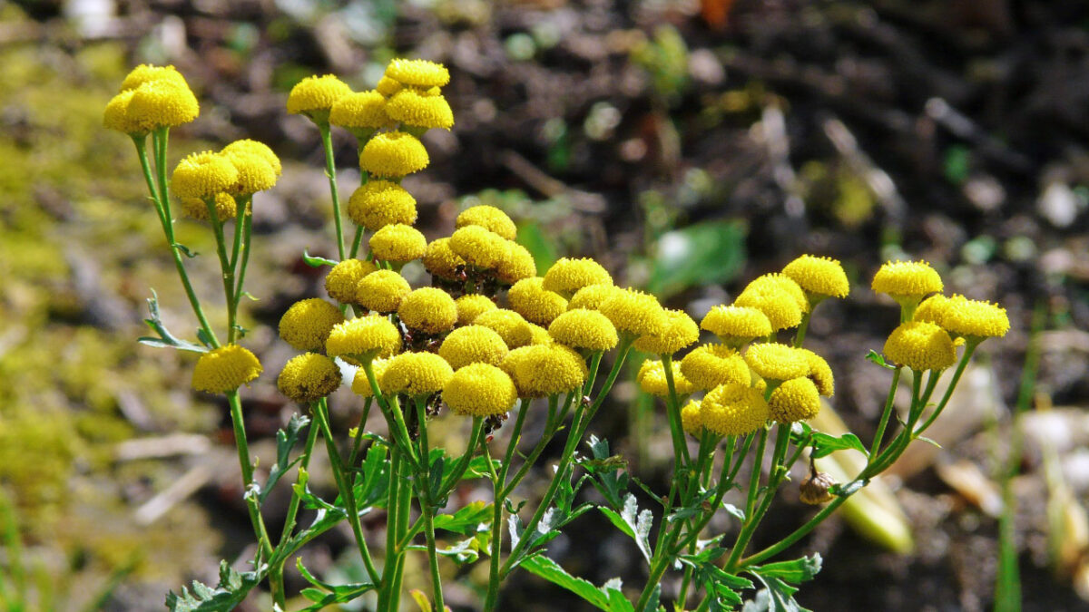 Vratič obyčajný (králik)