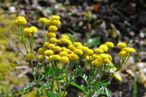 Vratič obyčajný (králik)