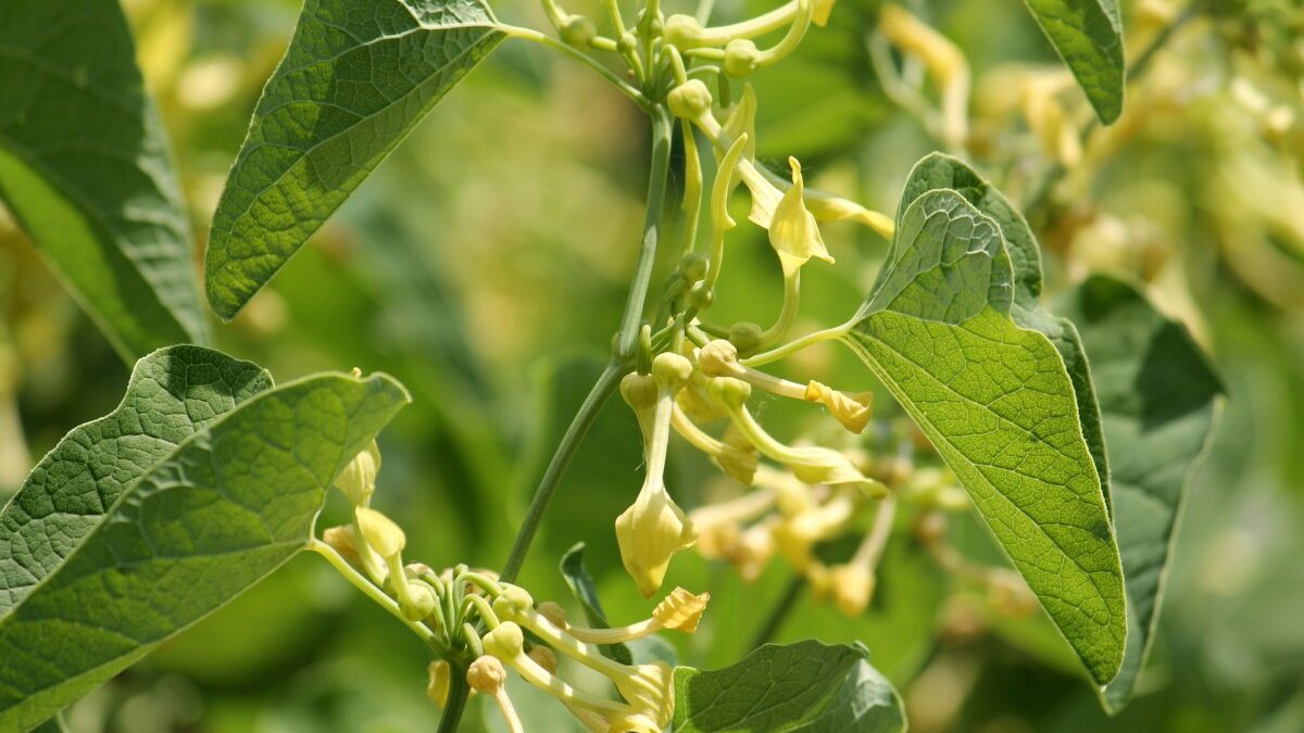 Vlkovec obyčajný Vlkovec obyčajný