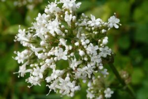 Valeriána lekárska