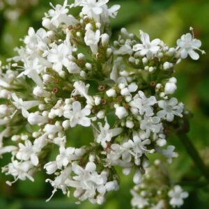 Valeriána lekárska