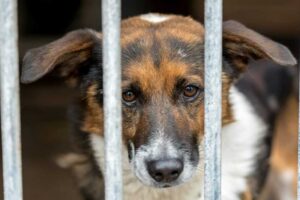 Mladí ľudia môžu počas letných prázdnin pomáhať v útulkoch.