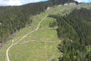 Predaj dreva zo štátnych lesov: Dochádza k porušovaniu pravidiel.