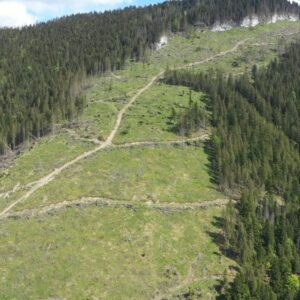 Predaj dreva zo štátnych lesov: Dochádza k porušovaniu pravidiel.