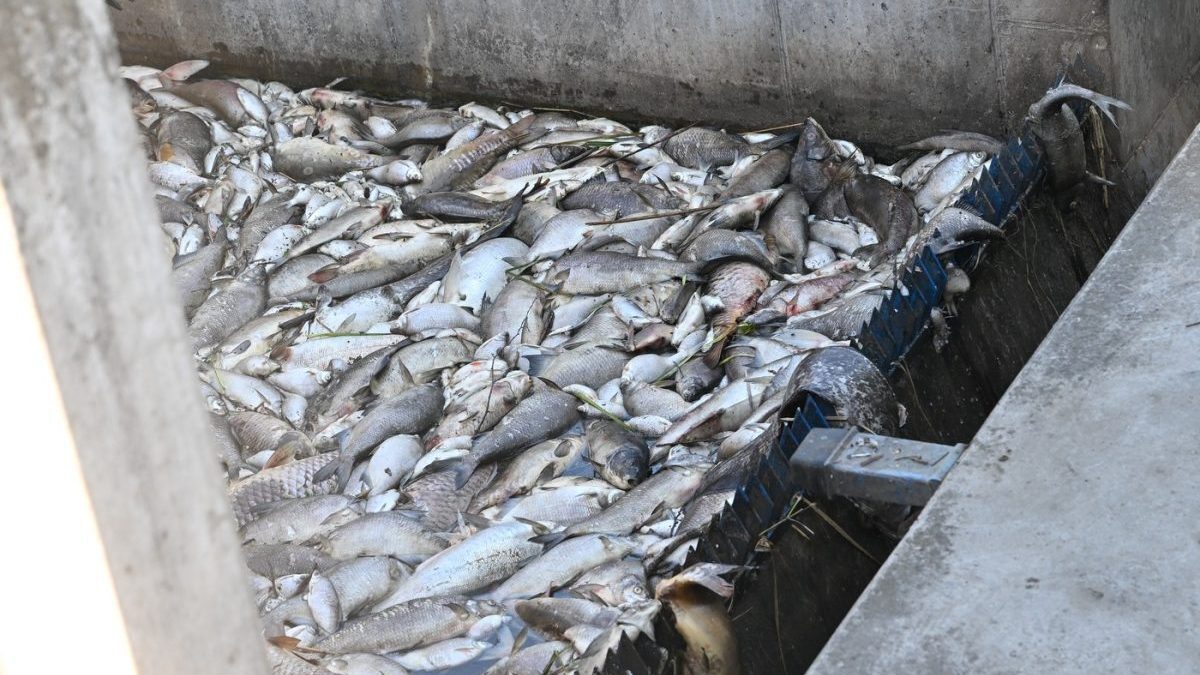 Horúčavy a premnožené sinice spôsobili v Česku masívny úhyn rýb.