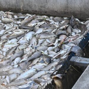 Horúčavy a premnožené sinice spôsobili v Česku masívny úhyn rýb.