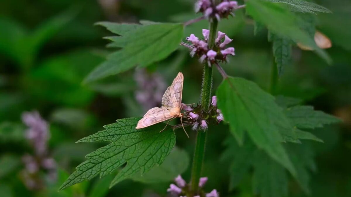 Srdcovník obyčajný