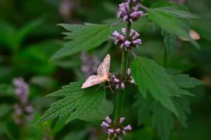 Srdcovník obyčajný