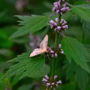 Srdcovník obyčajný