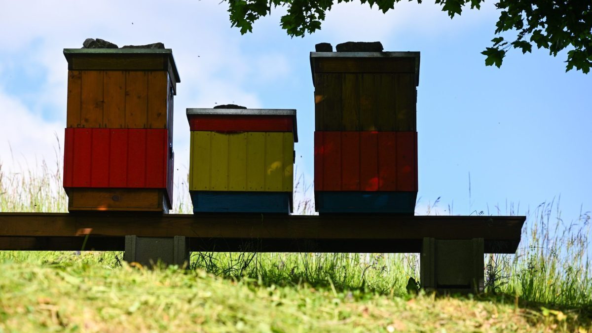 20250520 svetovy den vciel 8131982 scaled e1751455523788.jpg Med dokáže odolávať mikroorganizmom.