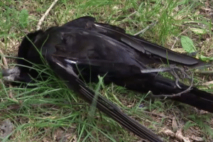 V Nových Zámkoch niekto strieľa po chránených vtákoch.